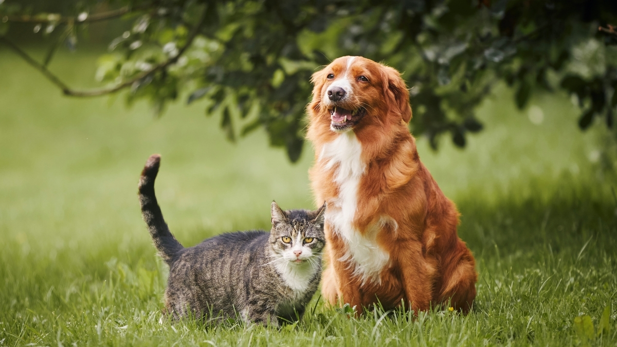 Taurinin Kedi ve Köpekler İçin Yararları Nelerdir?
