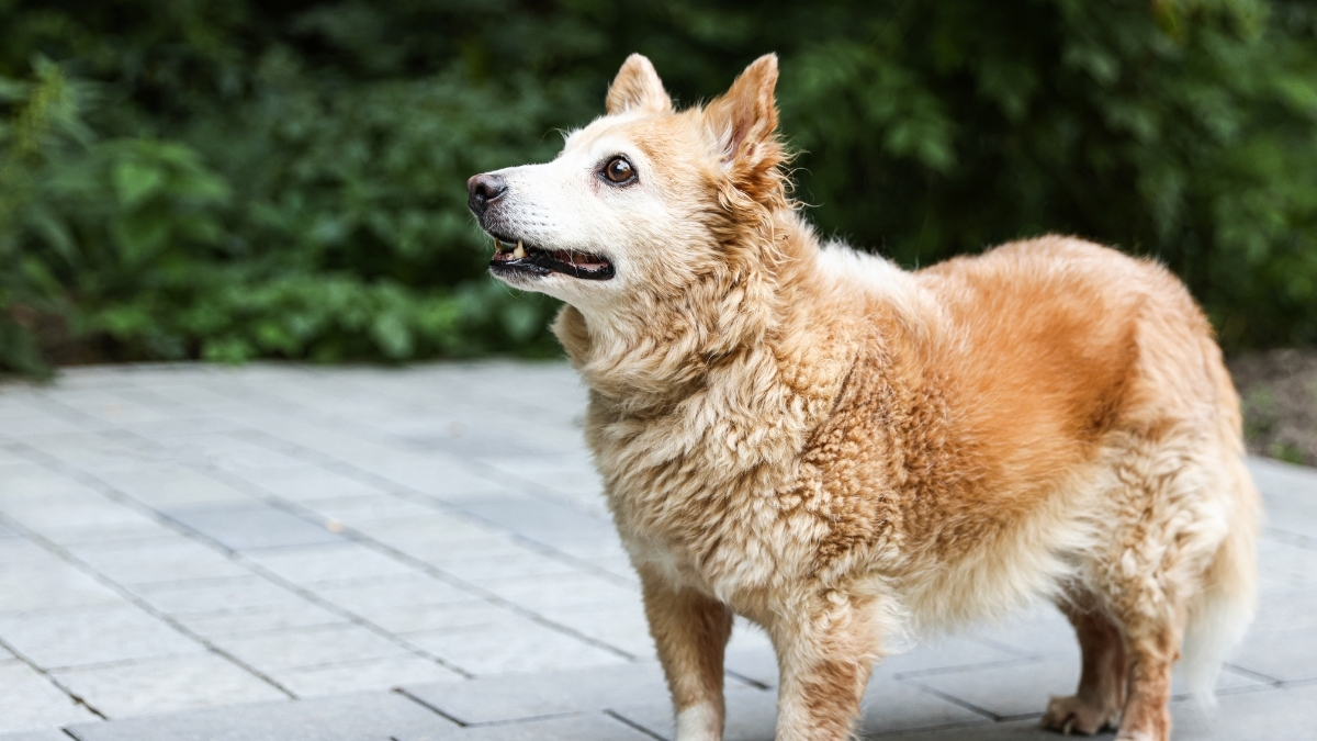 Yaşlı Köpek Bakımı Hakkında Bilinmesi Gerekenler