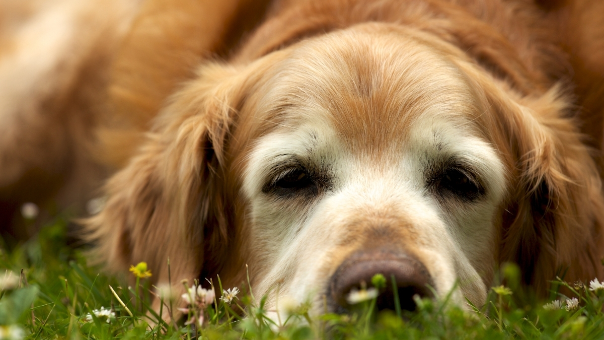 Yaşlı Köpek Bakımı Hakkında Bilinmesi Gerekenler