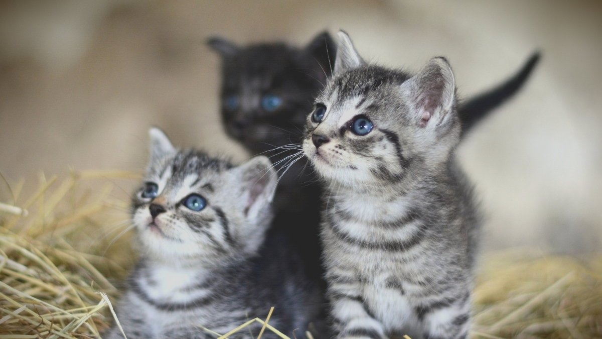 Yavru Kedilere Yetişkin Kedi Maması Verilir mi?