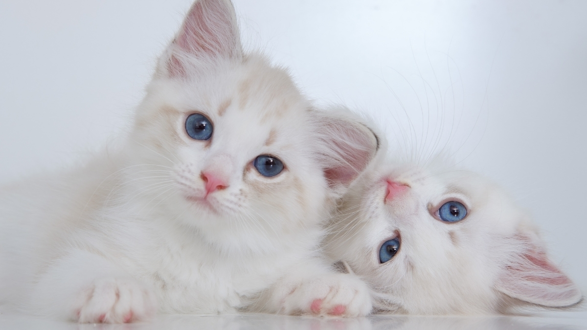 Yavru Kedilere Yetişkin Kedi Maması Verilir mi?
