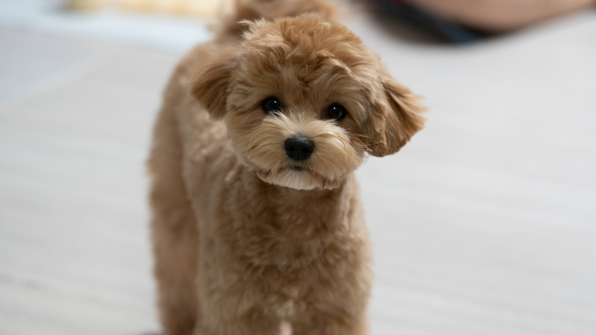 Yavru Köpeklerde En Çok Görülen Hastalıklar Nelerdir?