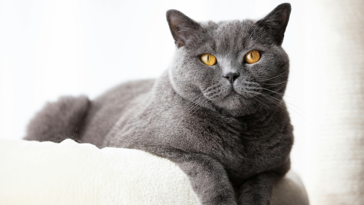 British Shorthair'inize Uygun Mama Seçimi İpuçları