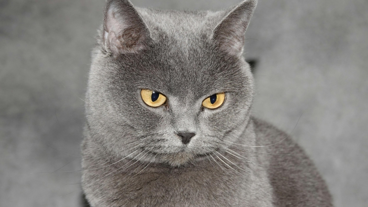 British Shorthair'inize Uygun Mama Seçimi İpuçları