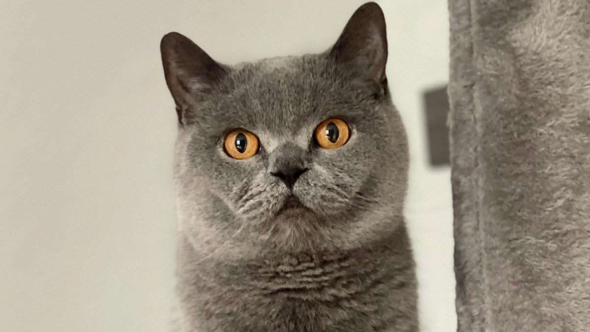 British Shorthair'inize Uygun Mama Seçimi İpuçları