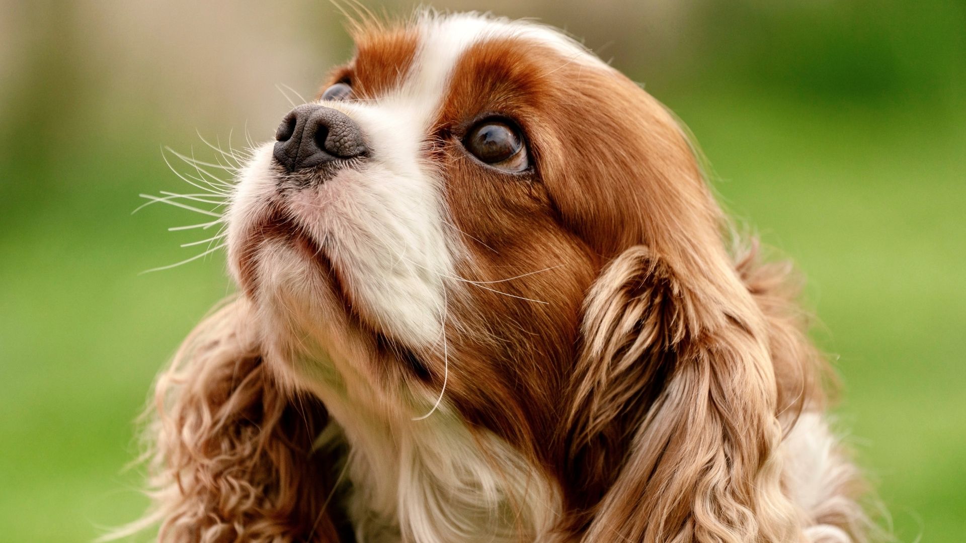 Köpeklerde Kepek Neden Olur? Nasıl Geçer?