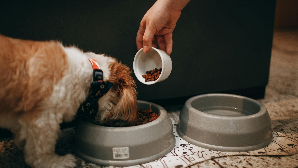 Kuru Köpek Maması Seçiminde Dikkat Etmeniz Gerekenler