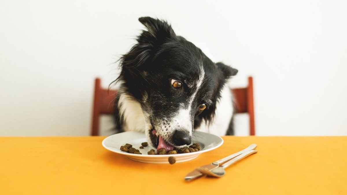 Kuru Köpek Maması Seçiminde Dikkat Etmeniz Gerekenler