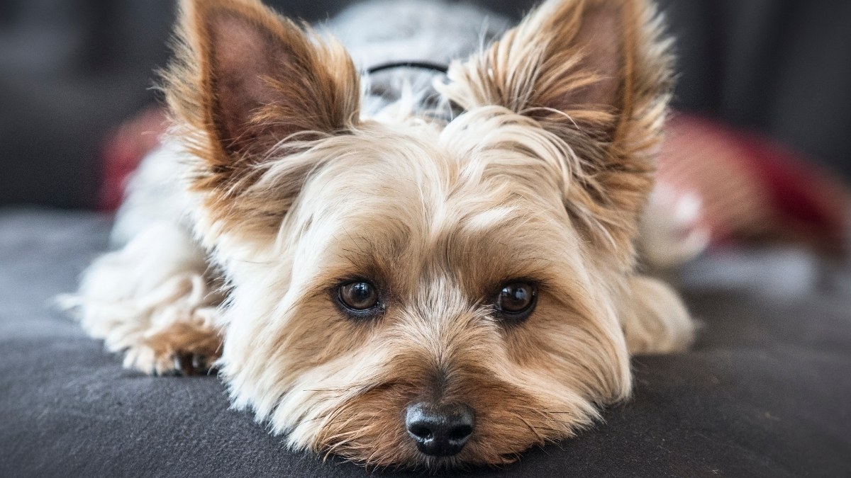 Yorkshire Terrier'inize Uygun Mama Seçimi İpuçları