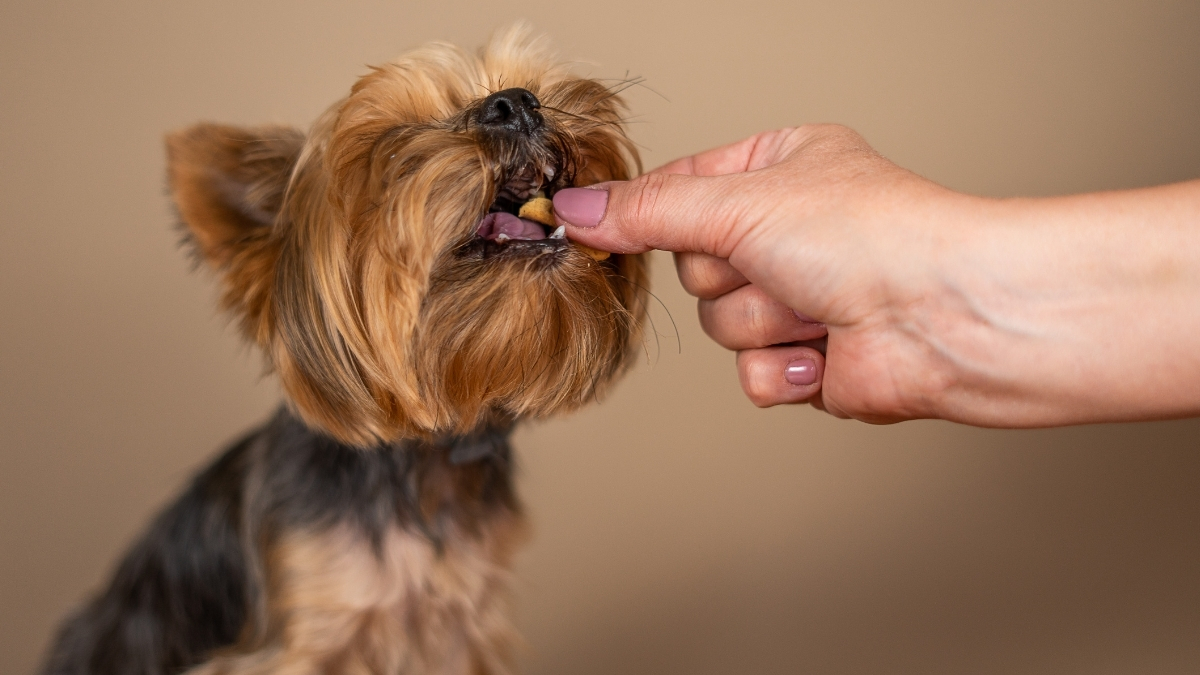 Yorkshire Terrier'inize Uygun Mama Seçimi İpuçları